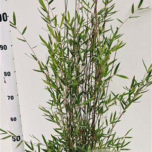 Fargesia Deep Purple 60-80 cm 5,0L