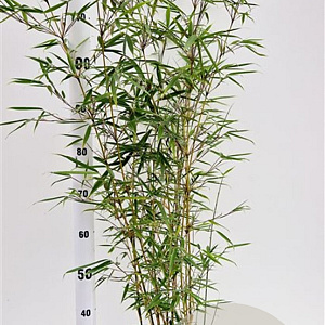 Fargesia robusta 'Campbell' 60-80 cm 5,0L