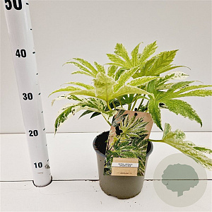 Fatsia japonica 'Spider's Web' 20-25 cm 2,0L