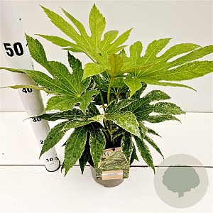 Fatsia japonica 'Spider's Web' 20-25 cm 2,0L