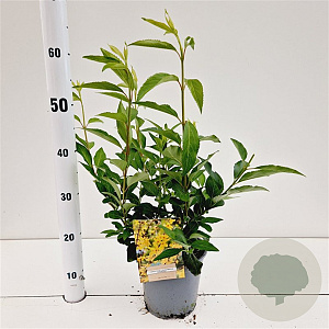 Forsythia int. 'Lynwood' 40-50 cm 2,5L