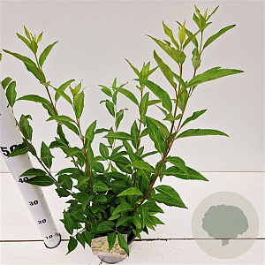 Forsythia int. 'Lynwood' 40-50 cm 2,5L