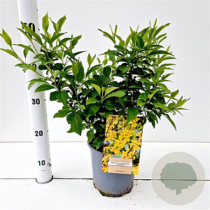 Forsythia int. 'Lynwood' 40-50 cm 2,5L