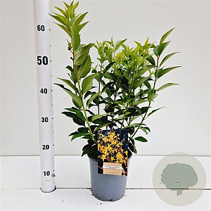 Forsythia int. 'Spectabilis' 40-50 cm 2,5L