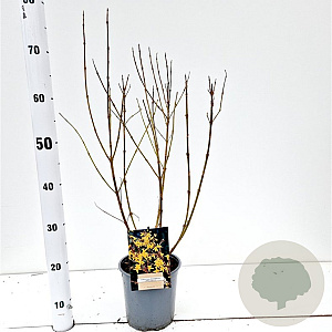 Forsythia int. 'Spectabilis' 40-50 cm 2,5L