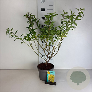Forsythia int. Week-End 50-60 cm 35L