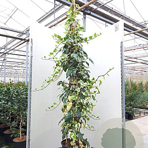 Hedera alg. 'Gloire de Marengo' 40-60 cm 2,0L rozenpot