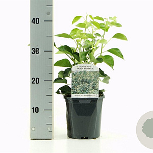 Hedera hel. 'Arborescens' 30-40 cm 2,0L