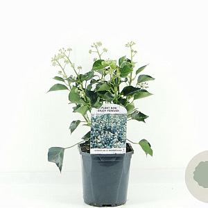 Hedera hel. 'Arborescens' 30-40 cm 2,0L