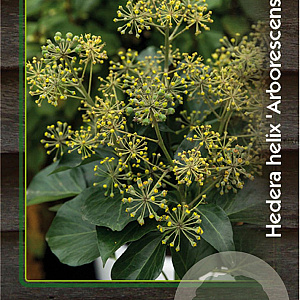 Hedera hel. 'Arborescens' 30-40 cm 2,0L