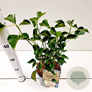 Hedera hel. 'Arborescens' 30-40 cm 2,5L