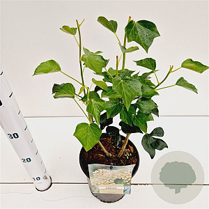 Hedera hel. 'Arborescens' 30-40 cm 2,5L
