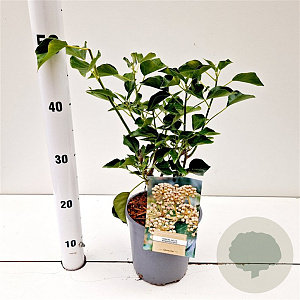 Hedera hel. 'Arborescens' 30-40 cm 2,5L