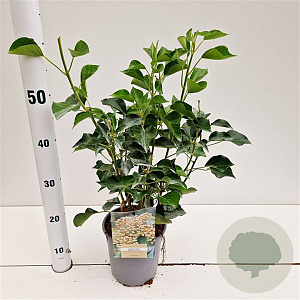Hedera hel. 'Arborescens' 40-50 cm 2,5L