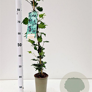 Hedera hel. 'Green Ripple' 70-80 cm rozenpot 2L