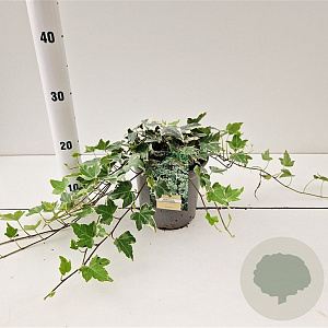 Hedera hel. 'Little Diamond' 30-40 cm 2,5L