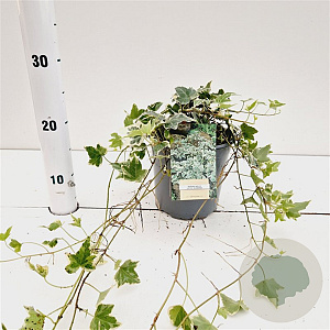 Hedera hel. 'Little Diamond' 30-40 cm 2,5L