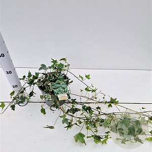 Hedera hel. 'Little Diamond' 40-60 cm 2,5L