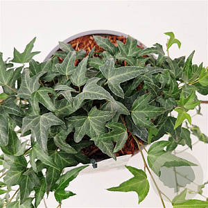 Hedera hel. 'Miniature Needlepoint' 30-40 cm 2,5L