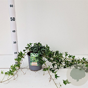 Hedera hel. 'Miniature Needlepoint' 40-60 cm 2,5L