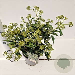 Hedera hel. 'Zorgvlied' 20-30 cm 2,5L