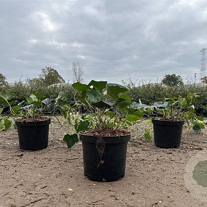 Hedera hibernica 80-100 cm C1.5