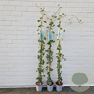 Hedera hibernica 150-175 cm 2,5L