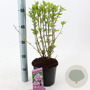 Hibiscus syr. 'Ardens' 40-50 cm 3,0L