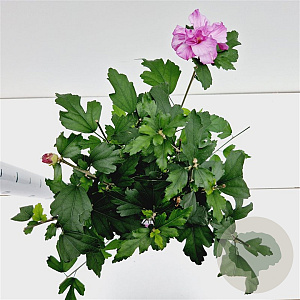 Hibiscus syr. 'Ardens' 40-50 cm 3,0L