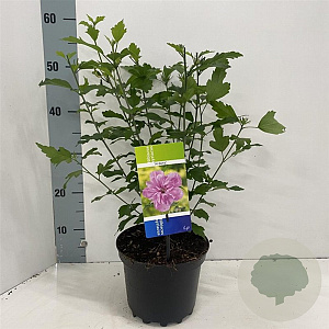 Hibiscus syr. 'Ardens' 40-50 cm 3,0L
