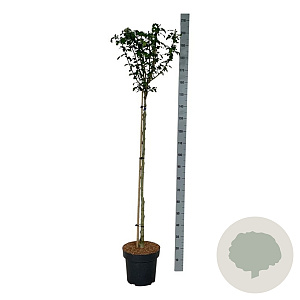 Hibiscus syr. 'Marina' 120 cm stam 15L