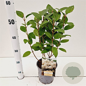 Hydrangea pan. Bobo 25-30 cm 2,5L