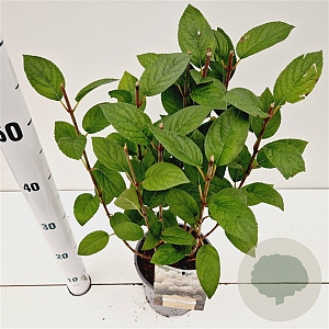 Hydrangea pan. Bobo 25-30 cm 2,5L