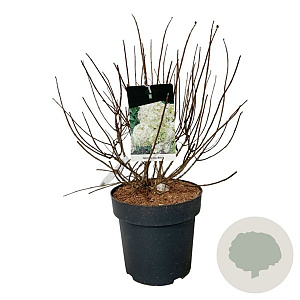Hydrangea pan. Bobo 50-60 cm 15L