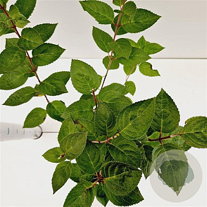 Hydrangea pan. 'Bombshell' 25-30 cm 2,5L