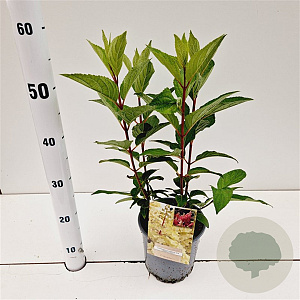 Hydrangea pan. Candlelight 30-40 cm 2,5L