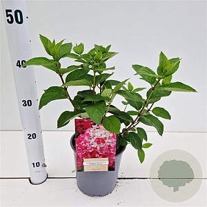 Hydrangea pan. Diamand Rouge 25-30 cm 2,5L