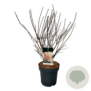 Hydrangea pan. Graffiti 60-80 cm 15L