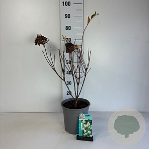Hydrangea pan. 'Grandiflora' 50-60 cm 6,5L