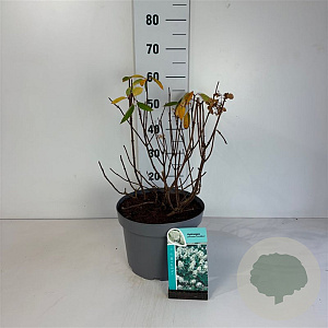 Hydrangea pan. 'Grandiflora' 50-60 cm 10L