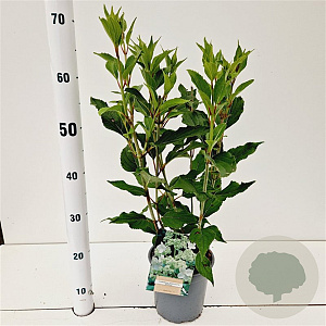 Hydrangea pan. 'Kyushu' 30-40 cm 2,5L