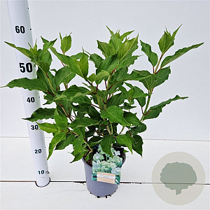 Hydrangea pan. 'Kyushu' 30-40 cm 2,5L