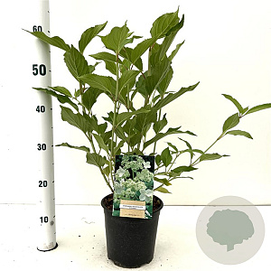 Hydrangea pan. 'Kyushu' 40-50 cm 2,5L