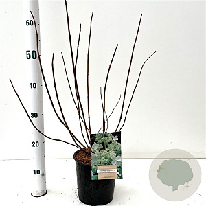 Hydrangea pan. 'Kyushu' 40-50 cm 2,5L