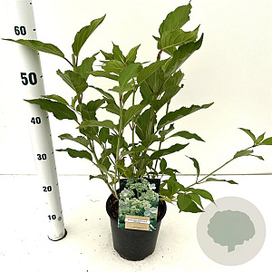 Hydrangea pan. 'Kyushu' 40-50 cm 2,5L