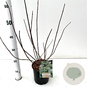 Hydrangea pan. 'Kyushu' 40-50 cm 2,5L