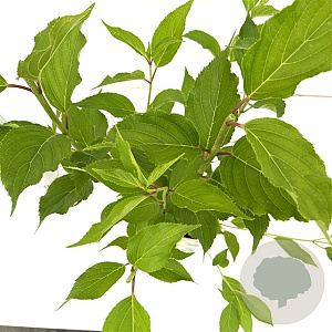 Hydrangea pan. 'Kyushu' 40-50 cm 2,5L