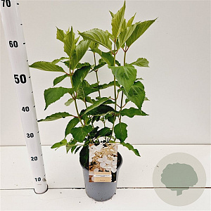 Hydrangea pan. 'Levana' 30-40 cm 2,5L