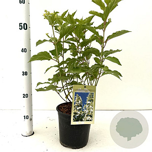 Hydrangea pan. 'Levana' 40-50 cm 2,5L