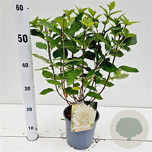 Hydrangea pan. 'Limelight' 30-40 cm 2,5L